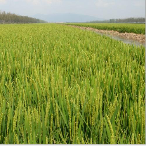 供应农作物种子常规水稻种子