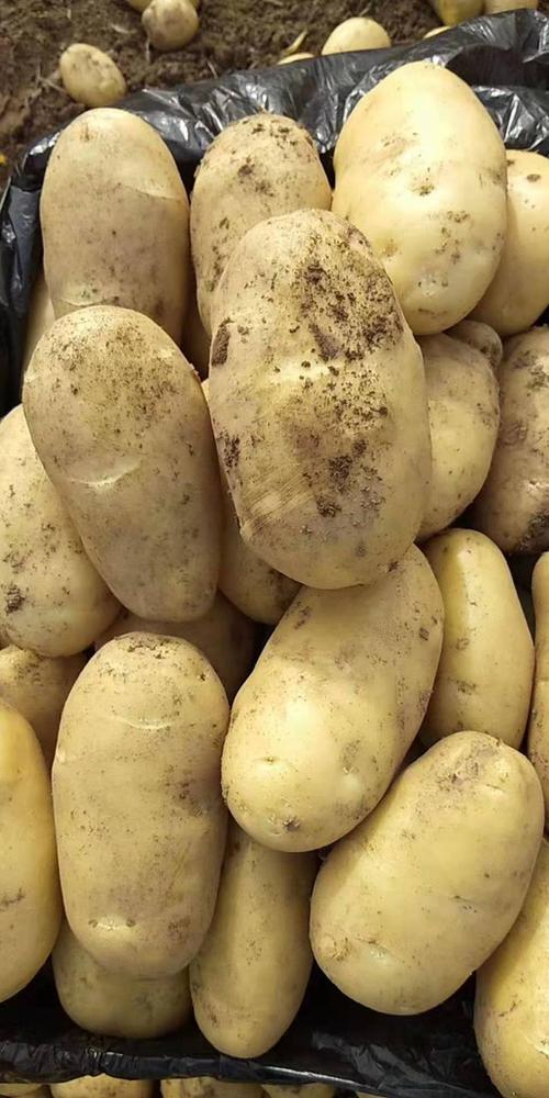 土豆种-雪原农业科技种子好-土豆种子